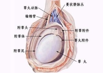 生殖感染常識